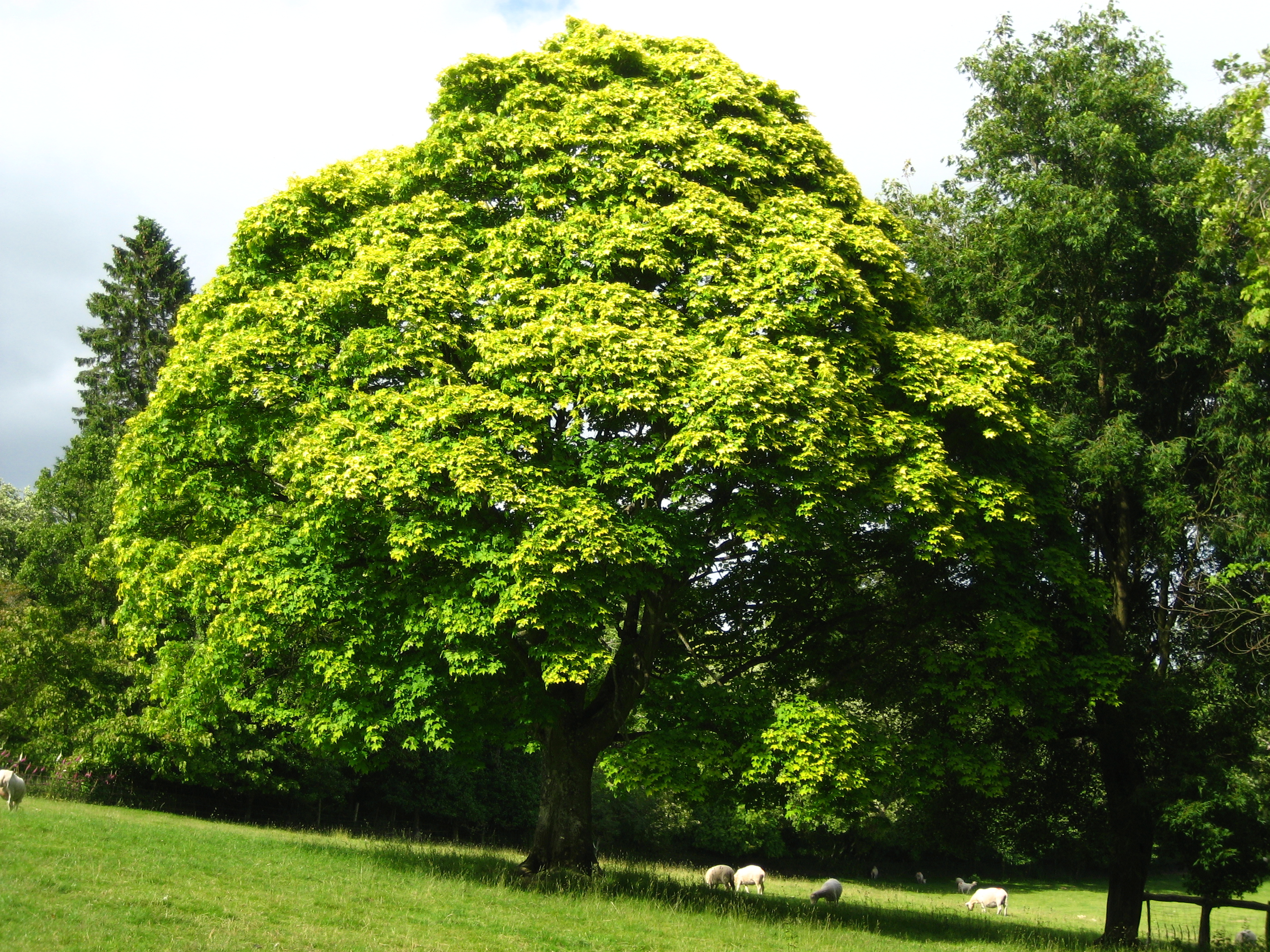 Acer cappadocicum aureum BD source